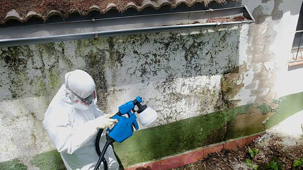 Top rated local Mold Remediation specialists in Hudson, MI